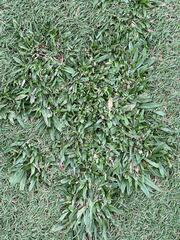 Eremochloa ophiuroides