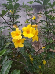 Allamanda schottii