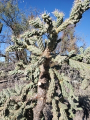 Cylindropuntia fulgida