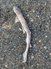 Scyliorhinus canicula