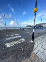 Scyliorhinus canicula