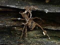 Ophiocordyceps unilateralis