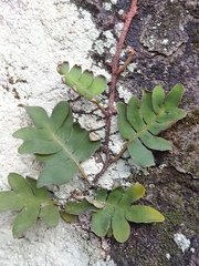 Pleopeltis polypodioides