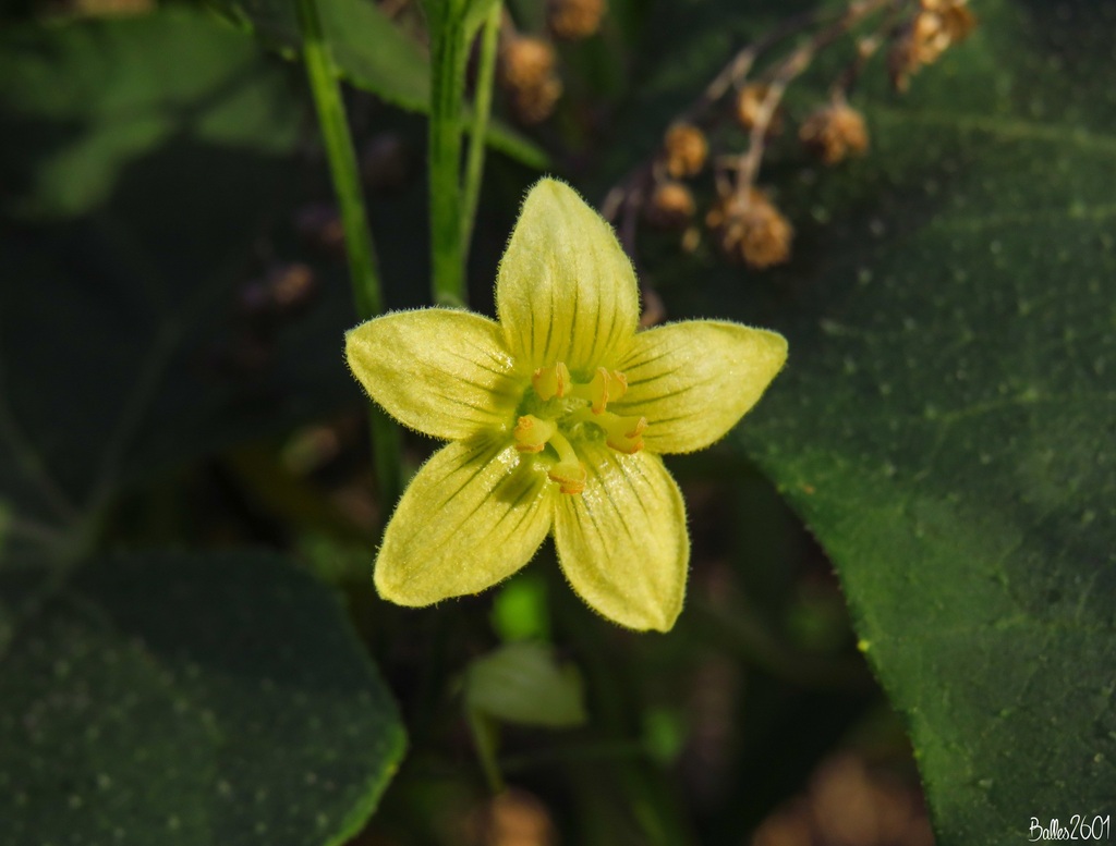 Bryonia verrucosa