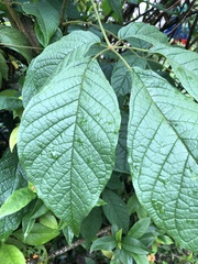 Handroanthus
