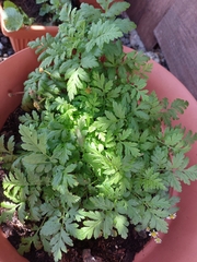 Tanacetum parthenium