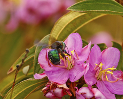 Xylocopa bombylans