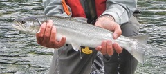 Salvelinus confluentus