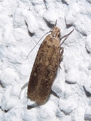 Platyedra subcinerea