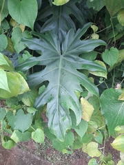 Thaumatophyllum xanadu