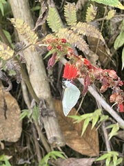 Leptophobia aripa