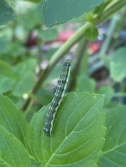 Spodoptera frugiperda