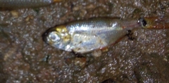 Characinae