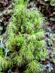 Dicranum fuscescens