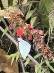 Leptophobia aripa