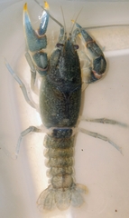 Cambarus striatus