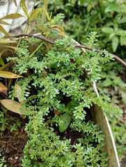Pilea microphylla