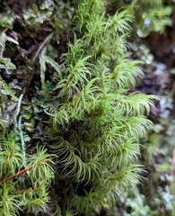 Dicranum fuscescens