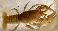 Cambarus striatus