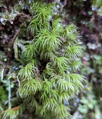 Dicranum fuscescens