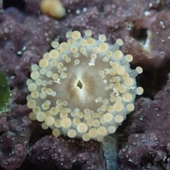 Pseudocorynactis