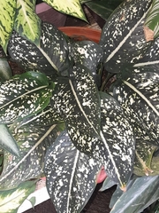 Aglaonema commutatum