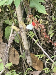 Leptophobia aripa