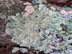 Flavoparmelia caperata