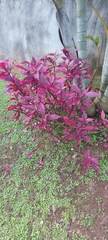 Alternanthera brasiliana