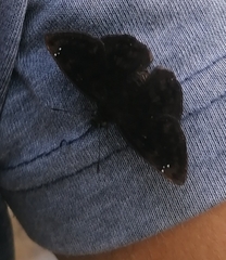Carcharodini