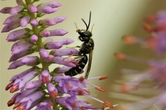 Lasioglossum