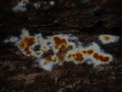 Botryobasidium aureum