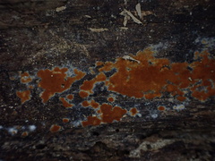 Botryobasidium aureum