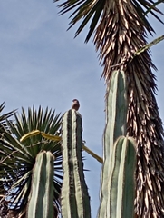 Haemorhous mexicanus