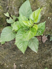 Capsicum chinense