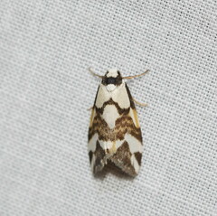 Thallarcha staurocola