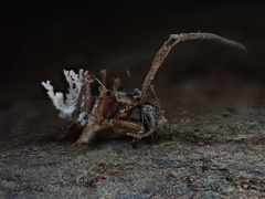 Ophiocordyceps unilateralis