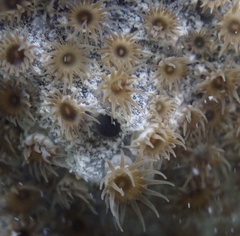 Umimayanthus parasiticus