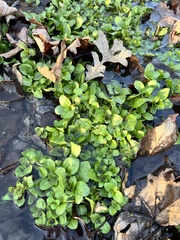 Nasturtium officinale