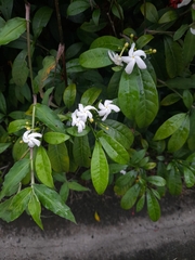 Tabernaemontana divaricata