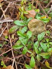 Rubus trivialis