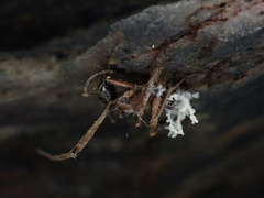 Ophiocordyceps unilateralis
