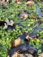Nasturtium officinale