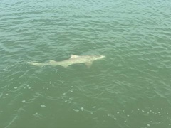 Negaprion brevirostris