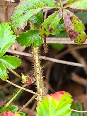 Rubus trivialis