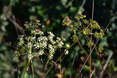 Peucedanum cervaria