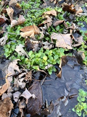 Nasturtium officinale