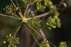 Peucedanum cervaria