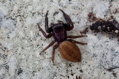 Trite auricoma