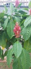 Megaskepasma